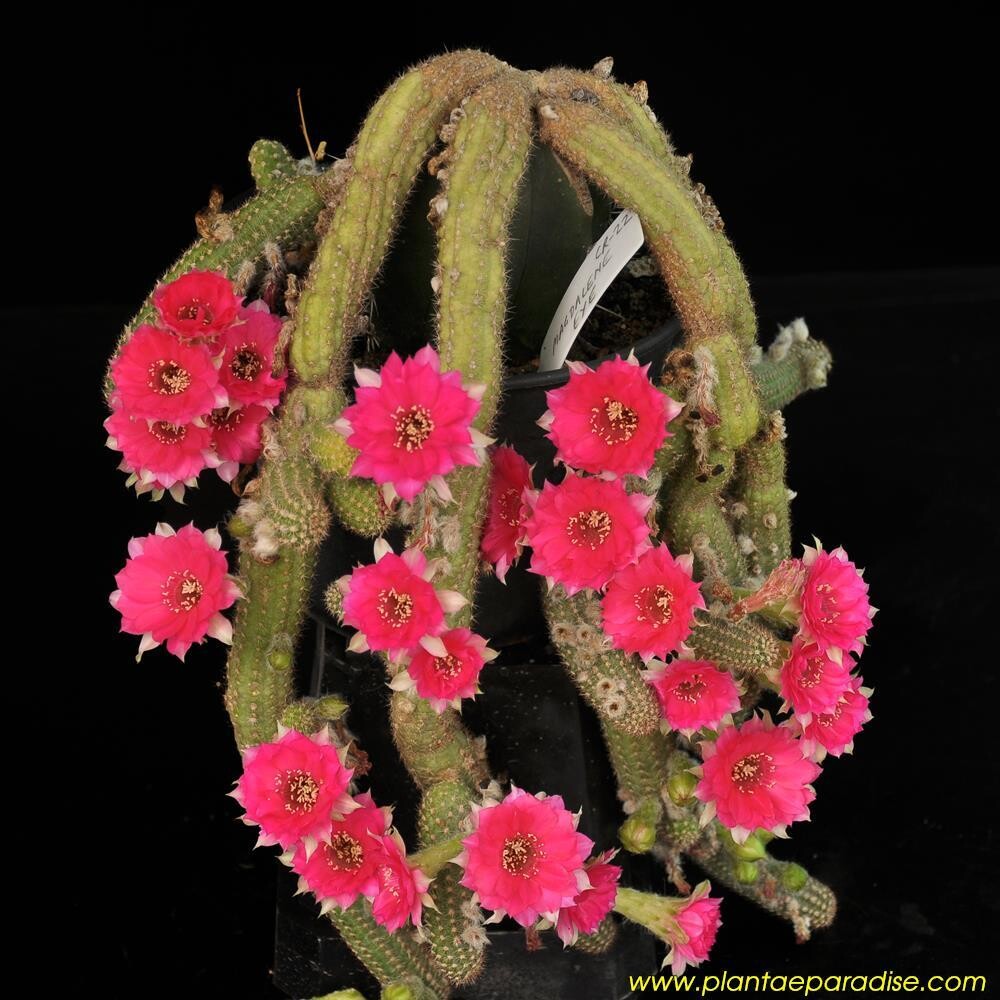 Magdalene eye (Peanut Cactus)