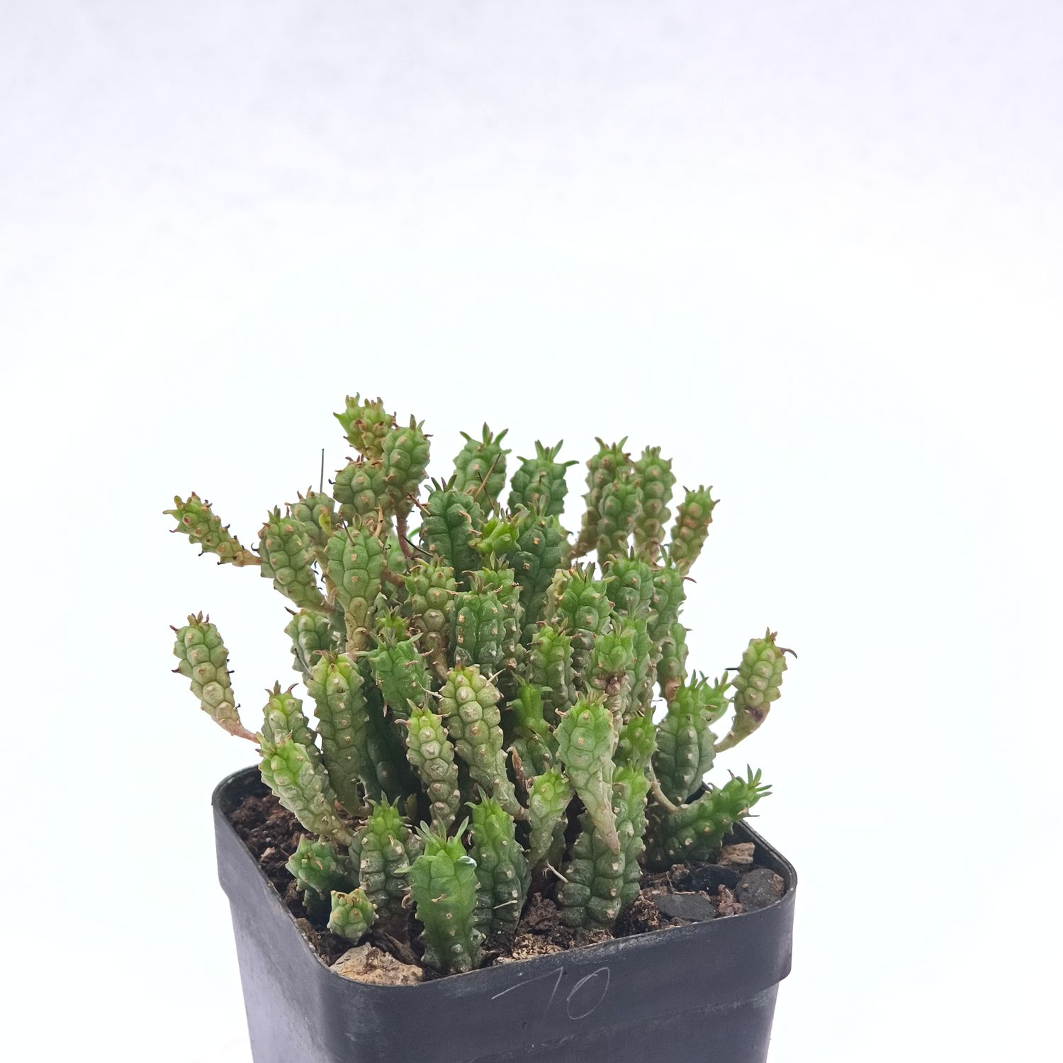 Euphorbia submammillaris f. pfersdorfii Euphorbia submammillaris f. pfersdorfii