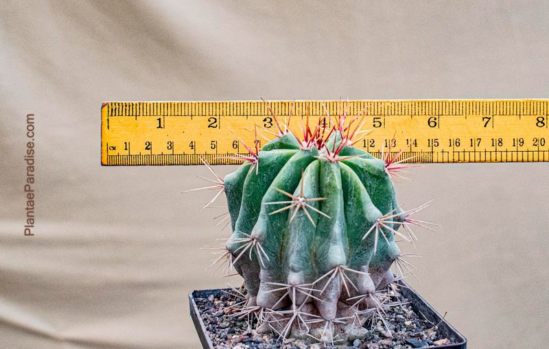 Ferocactus Gracilis Ssp. Gatesii