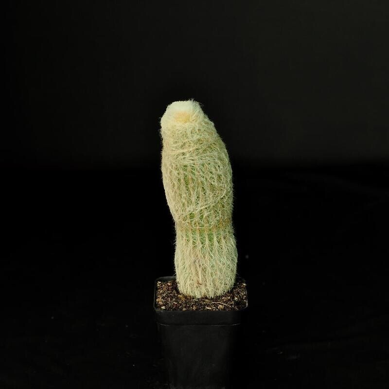 Espostoa Lanata whole plant, different angle