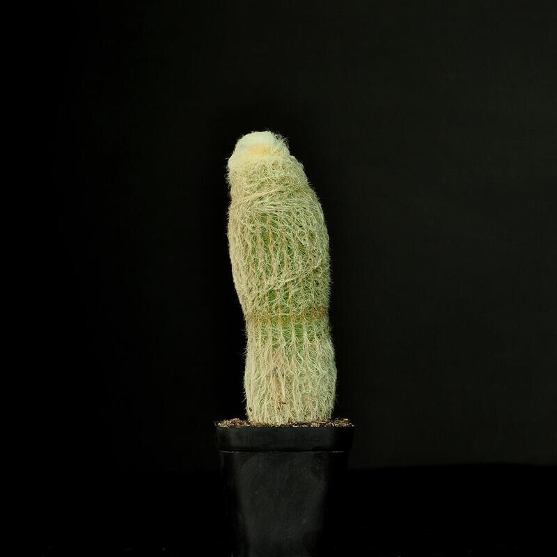 Espostoa Lanata whole plant
