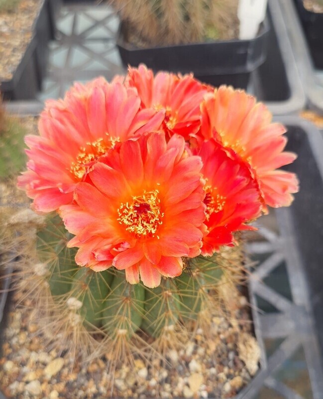 Notocactus Ottonis Var. Vencluianus in bloom with red flowers