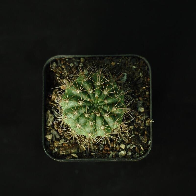 Notocactus Ottonis Var. Vencluianus top-down view in nursery pot