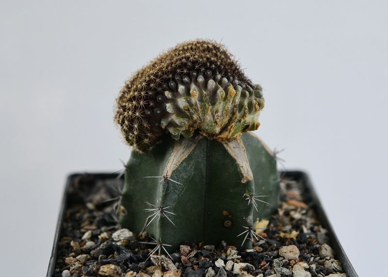 Copiapoa tenuissima Crest Copiapoa tenuissima Crest