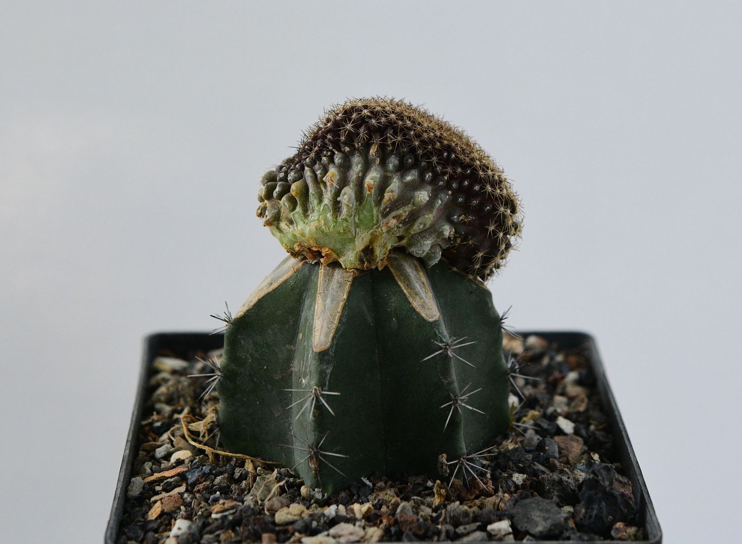 Copiapoa
