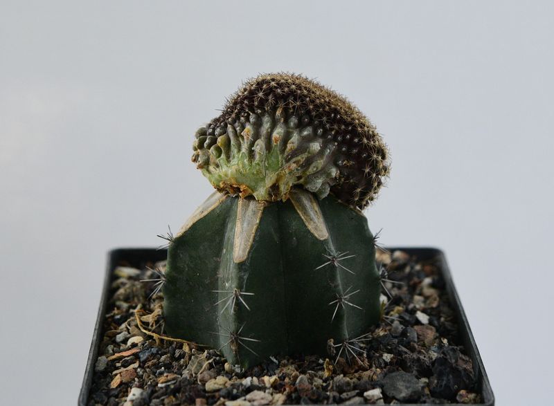 Copiapoa tenuissima Crest