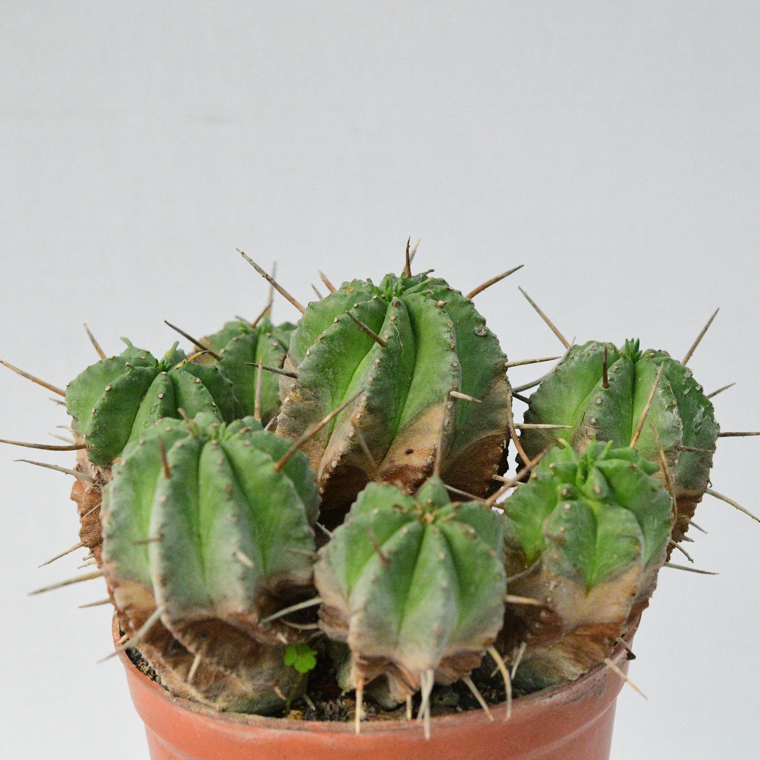 Euphorbia pulvinata