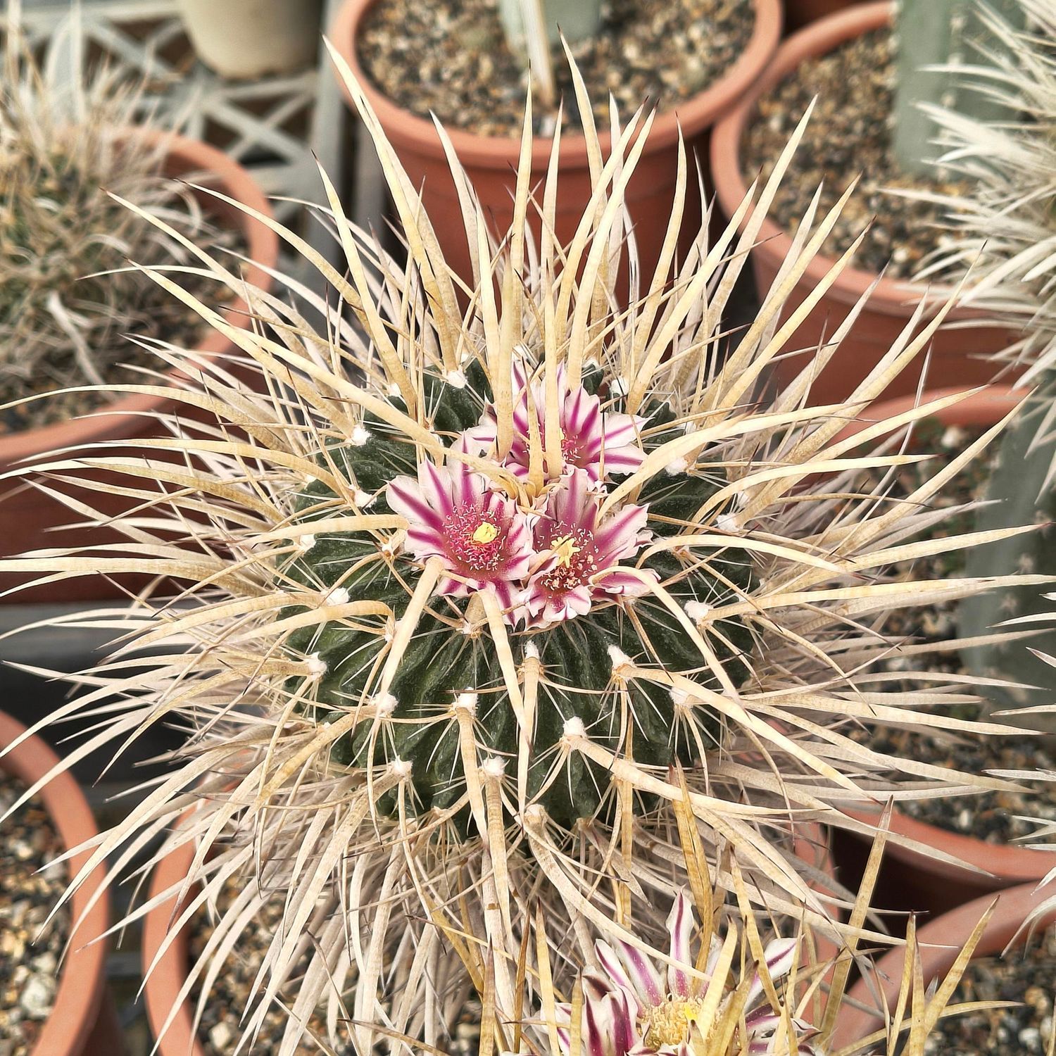 Echinofossulocactus Erectrocentrus (Very Long Spine Cv.)