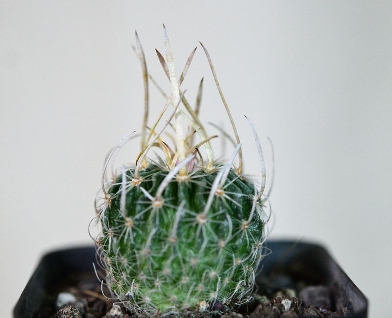 Echinofossulocactus erectrocentrus (Very Long Spine Cv.) young plant top view