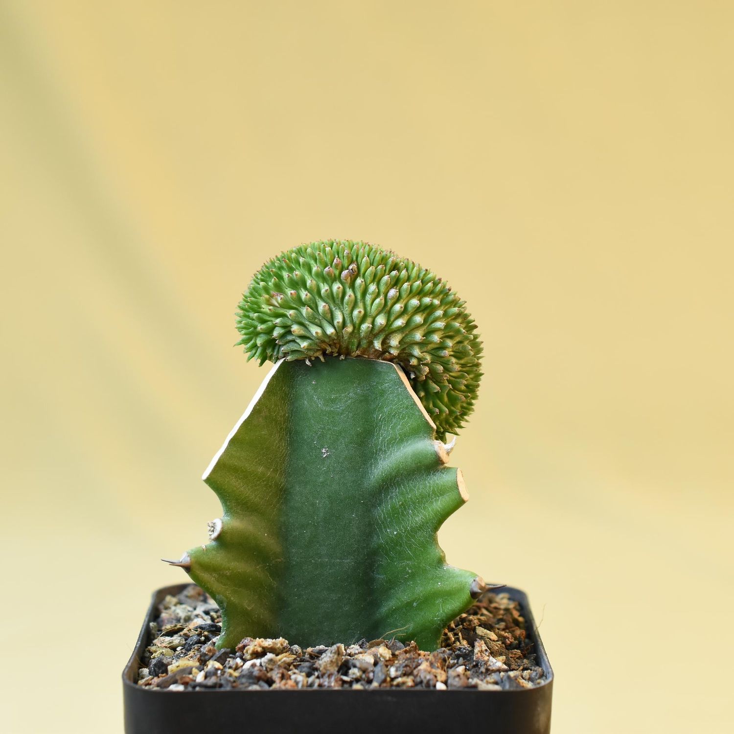 Euphorbia Suzzane Pine Crest