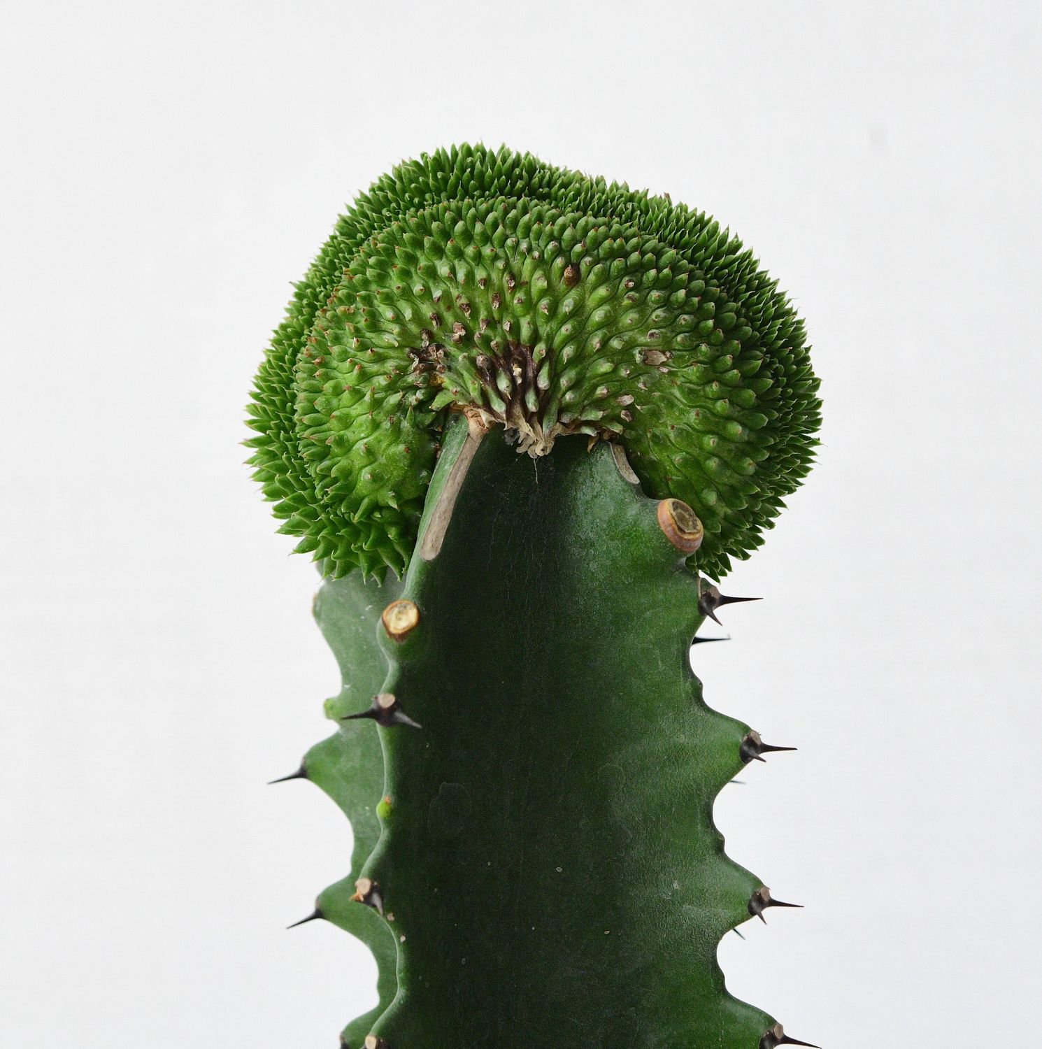 Euphorbia suzzane Pine Crest