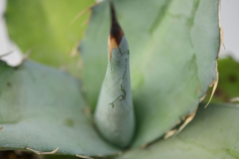 Agave titanota 'White Ice'