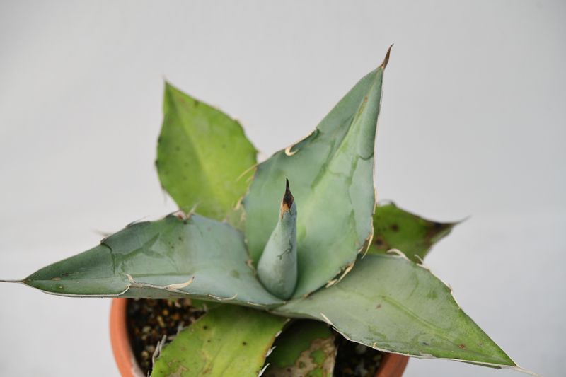 Agave titanota 'White Ice' Agave titanota 'White Ice'