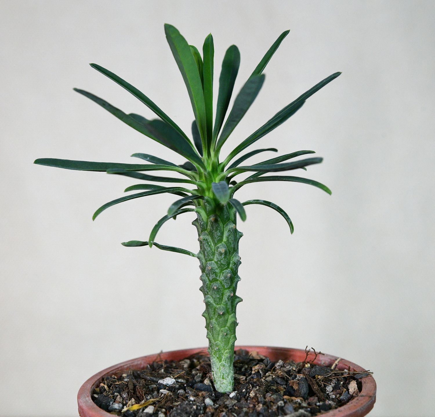 Euphorbia clandestina