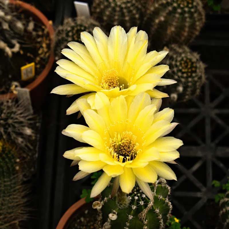 Echinopsis hybrid Lemon Yellow