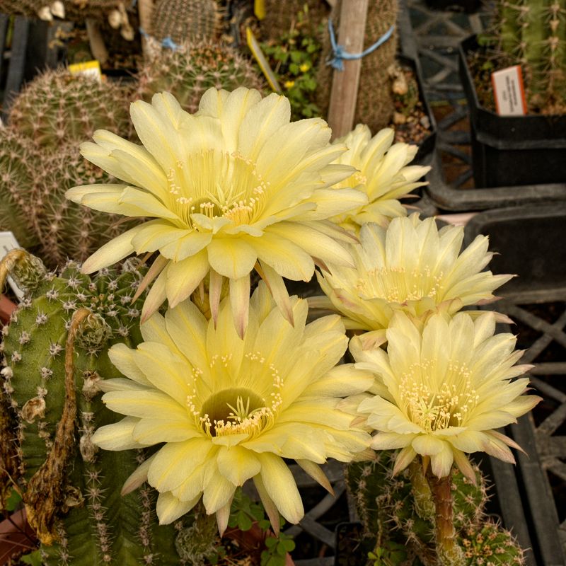 Echinopsis hybrid Lemon Yellow in bloom with multiple yellow flowers clustered together