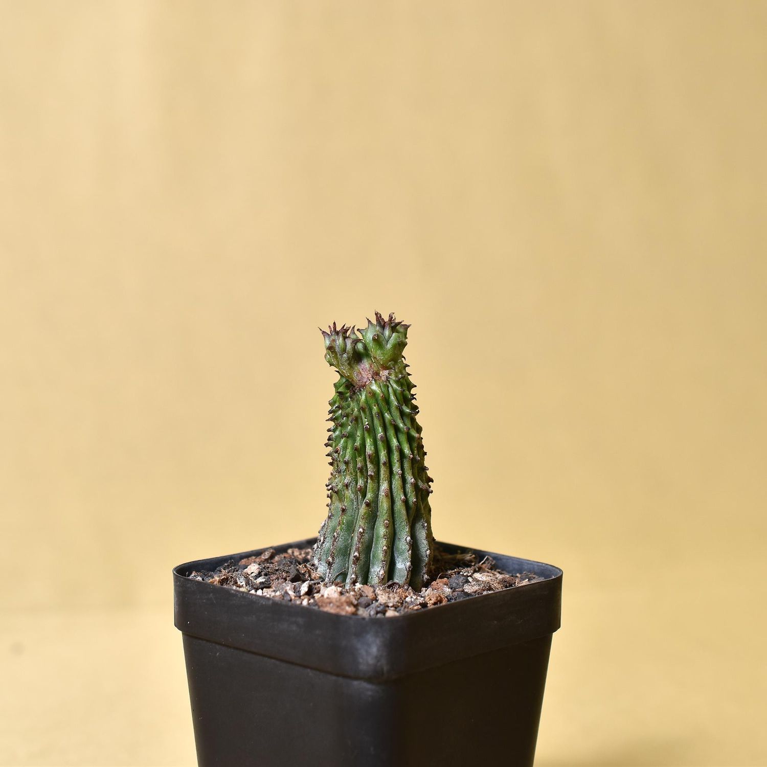Euphorbia enopla Crest