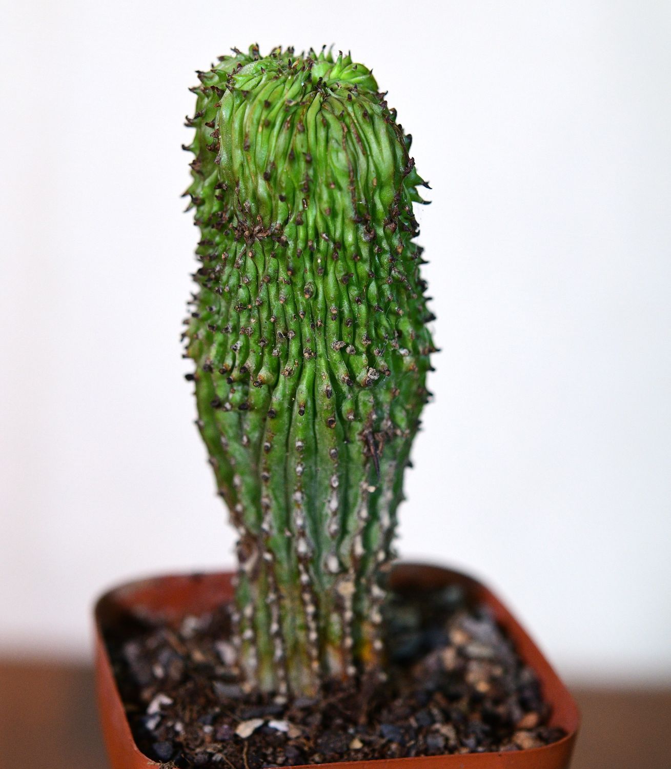 Euphorbia enopla Crest Euphorbia enopla Crest in terracotta pot
