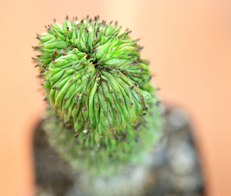 Euphorbia enopla Crest close-up of crown detail