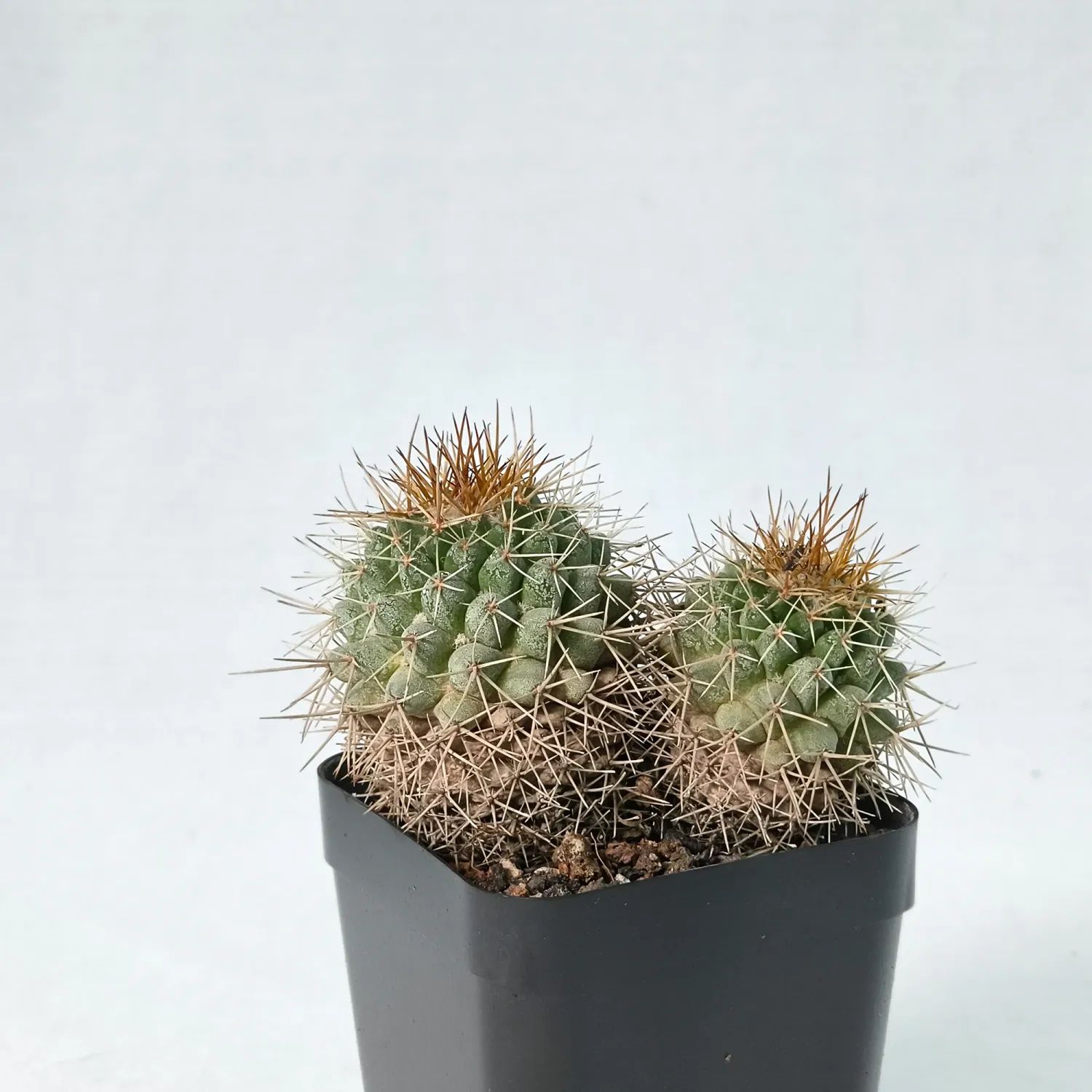 Mammillaria petterssonii Var. saltensis
