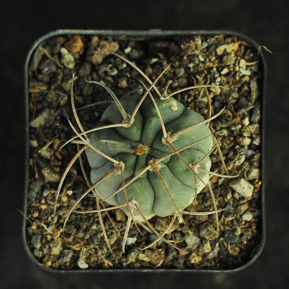 Gymnocalycium spegazzinii Punta di Balastro