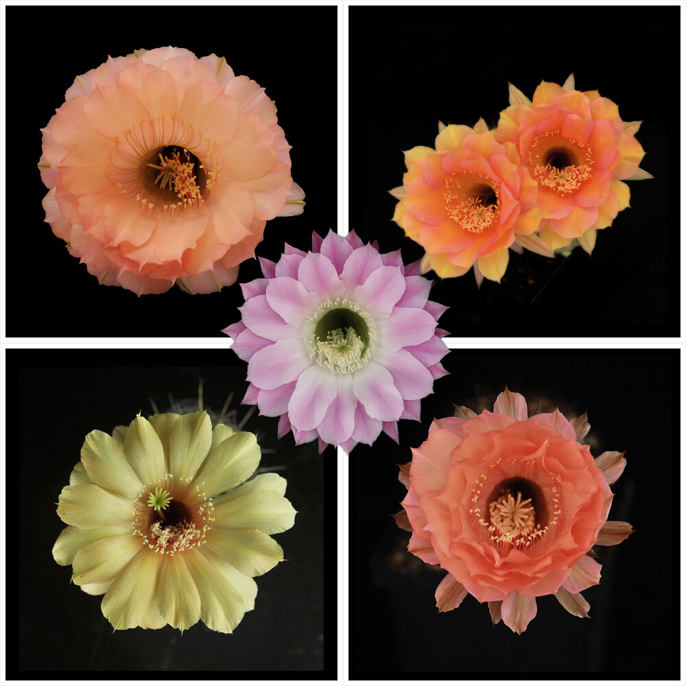 Mix seeds of cactus sp Mix seeds of cactus sp