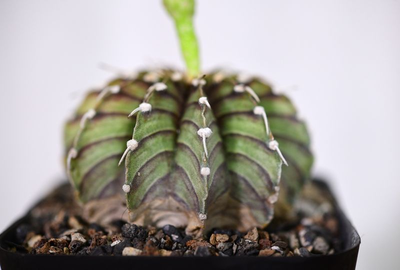Gymnocalycium friedrichii var. angustostriatum LB 2178 (Agua Dulce)