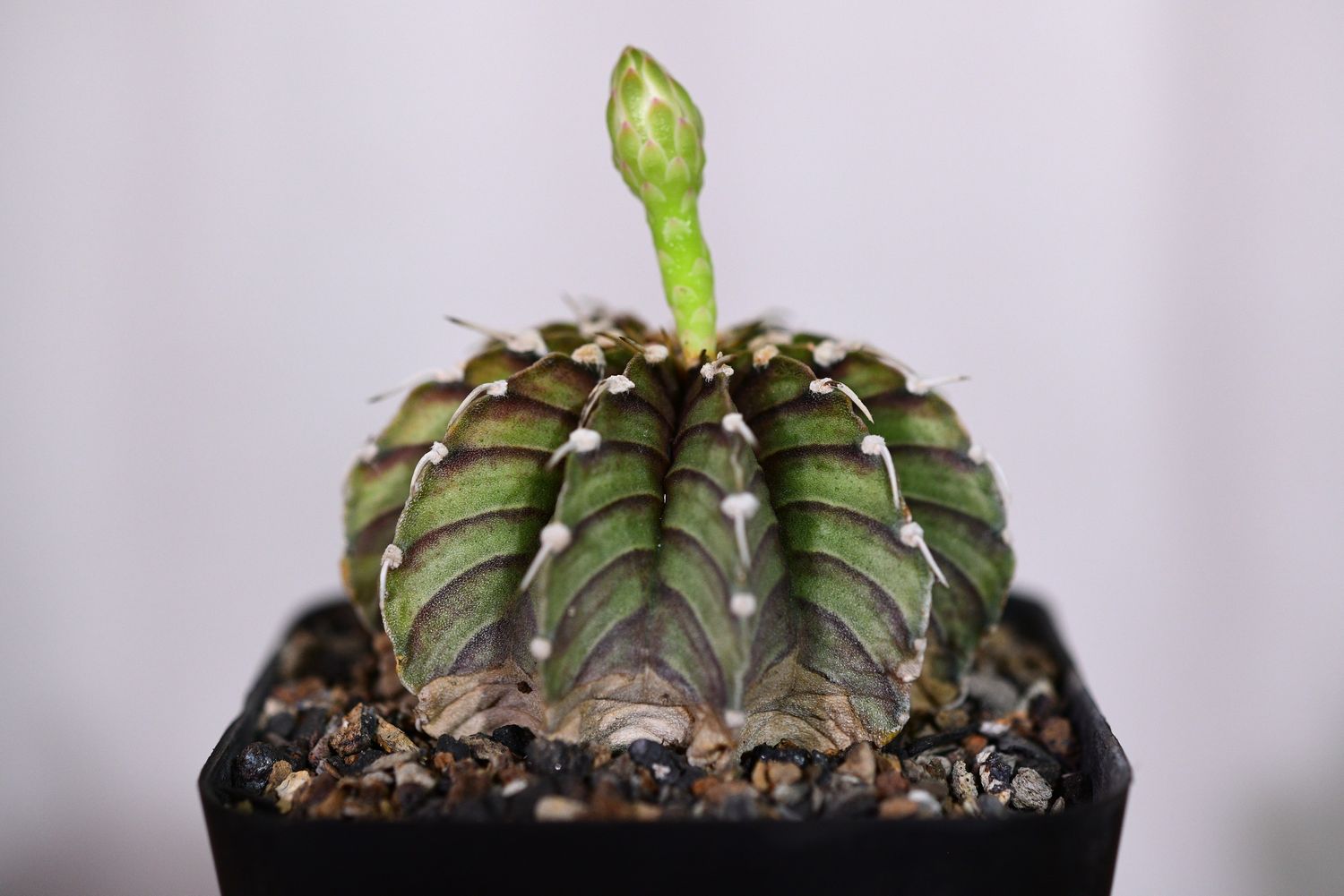 Gymnocalycium friedrichii var. angustostriatum LB 2178 (Agua Dulce) front view
