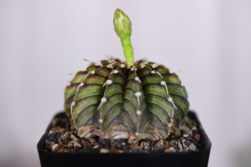 Gymnocalycium friedrichii var. angustostriatum LB 2178 (Agua Dulce)