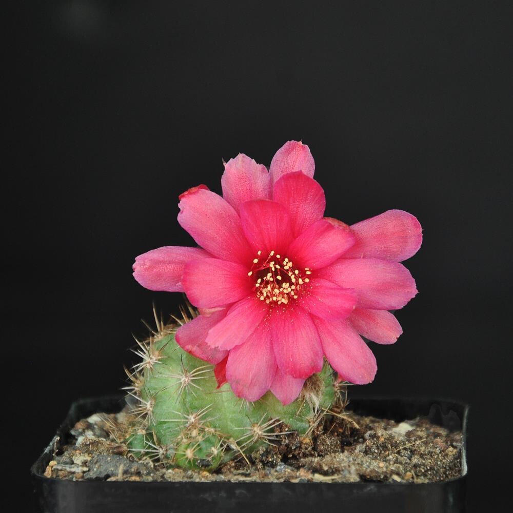 Echinopsis hybrid Variegated Dark Red Flower in full bloom with pink petals