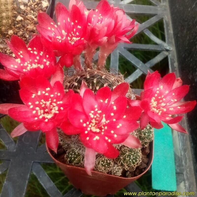 Rebutia hybrid Grafted ( Bright Red Flowers) in bloom, nursery tray