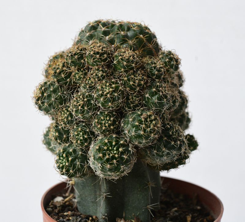Rebutia hybrid Grafted ( Bright Red Flowers) grafted plant