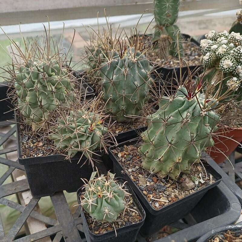 Glandulicactus uncinatus potted plant showing growth habit