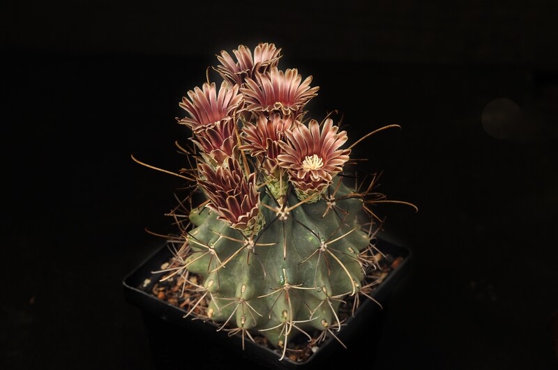Glandulicactus uncinatus in bloom with pink flowers