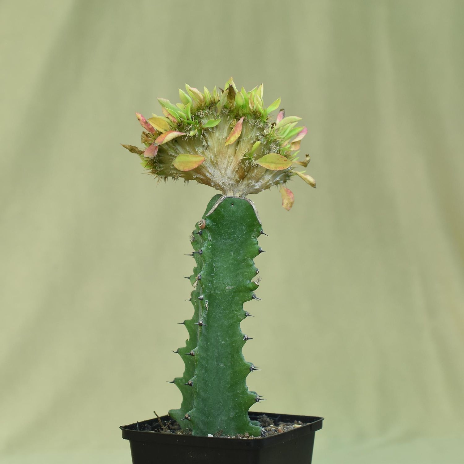 Euphorbia milli crest Euphorbia milli crest