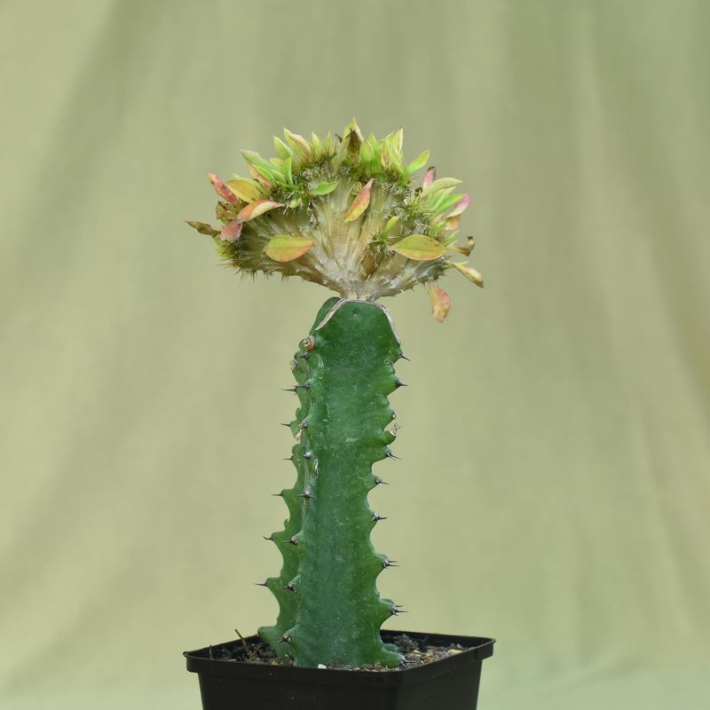 Euphorbia milli crest