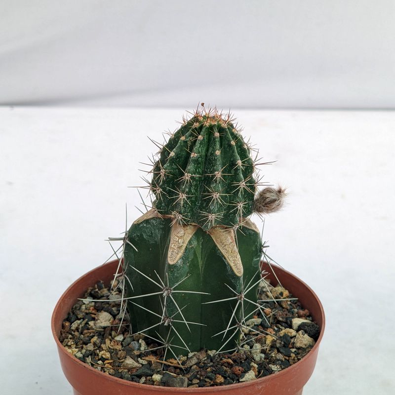 Echinopsis hybrid Dark Melody Schick 1391-5 front view