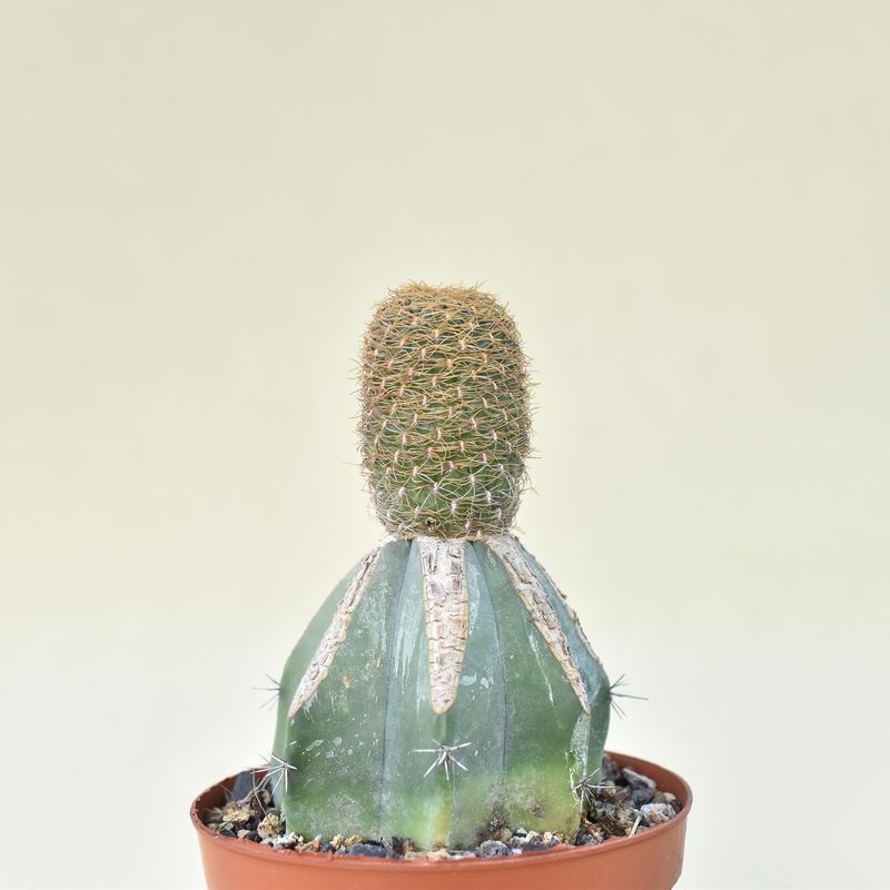 Sulcorebutia candiae syn arenacea long spine