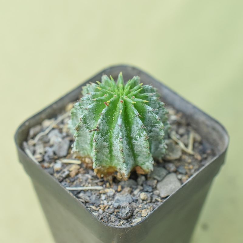 Euphorbia horrida cv Snowflake