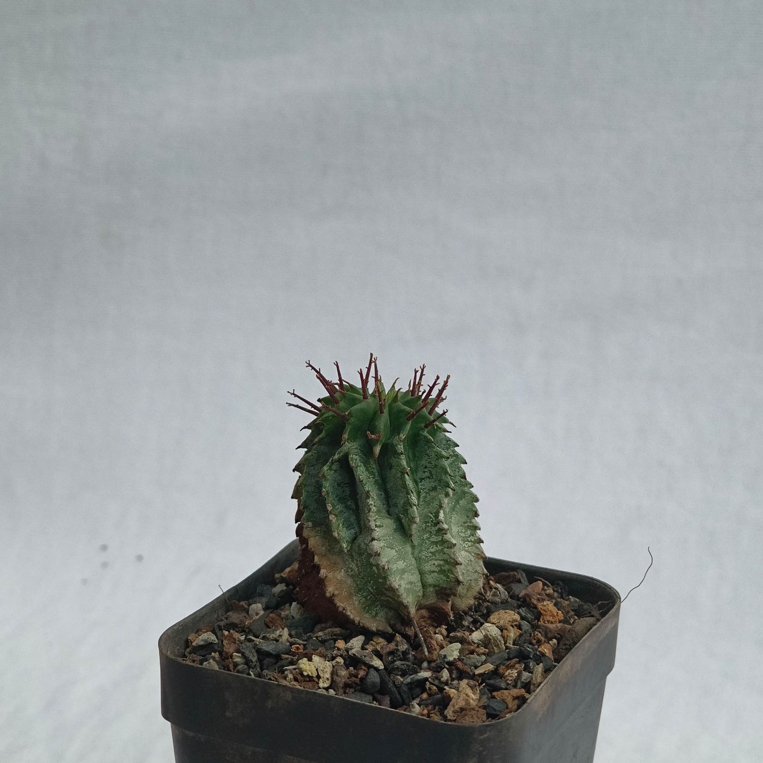 Euphorbia horrida cv Snowflake