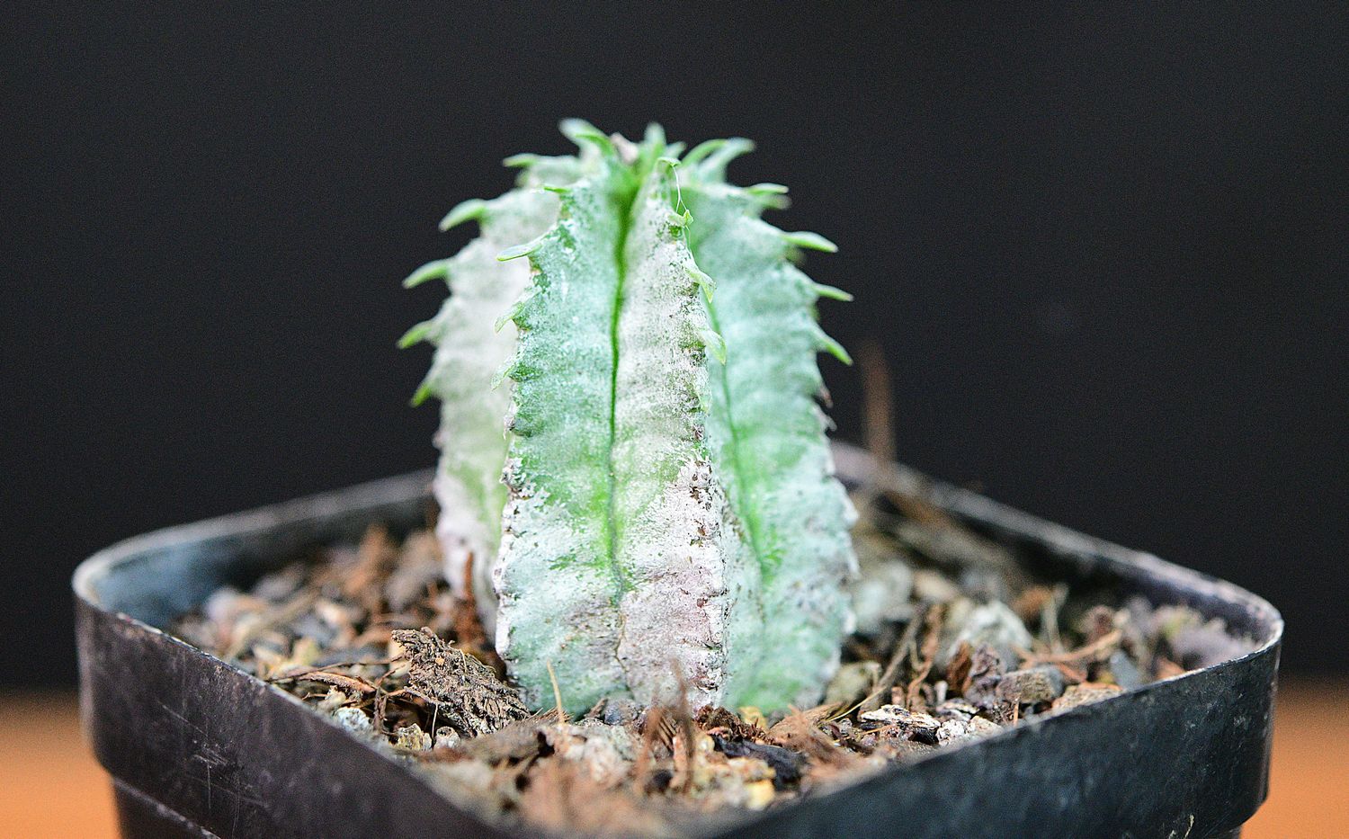 Euphorbia horrida cv Snowflake in pot front view