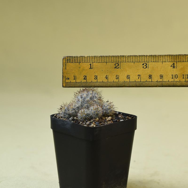 Mammillaria prolifera Albispinus with ruler for size reference