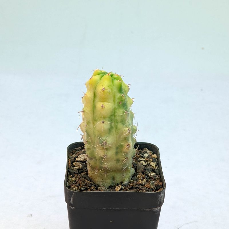 Gymnocalycium deeszianum cv. Yellow Sunshine