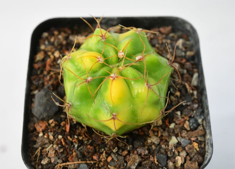 Gymnocalycium deeszianum cv. Yellow Sunshine