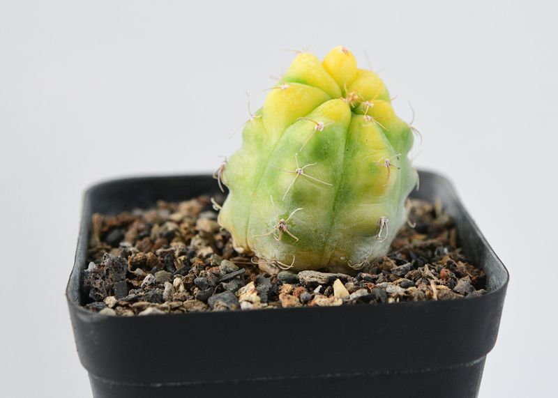 Gymnocalycium deeszianum cv. Yellow Sunshine