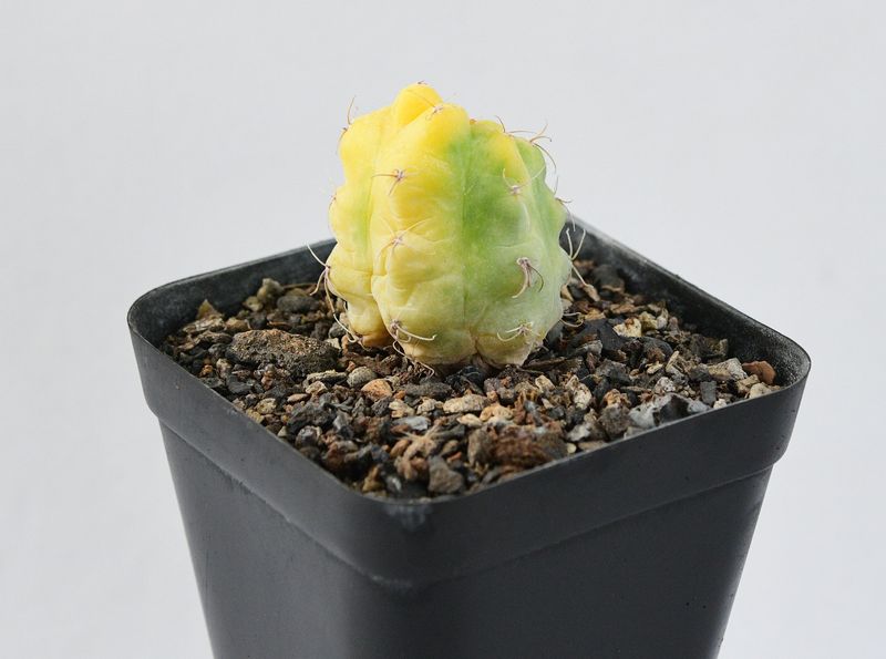 Gymnocalycium deeszianum cv. Yellow Sunshine