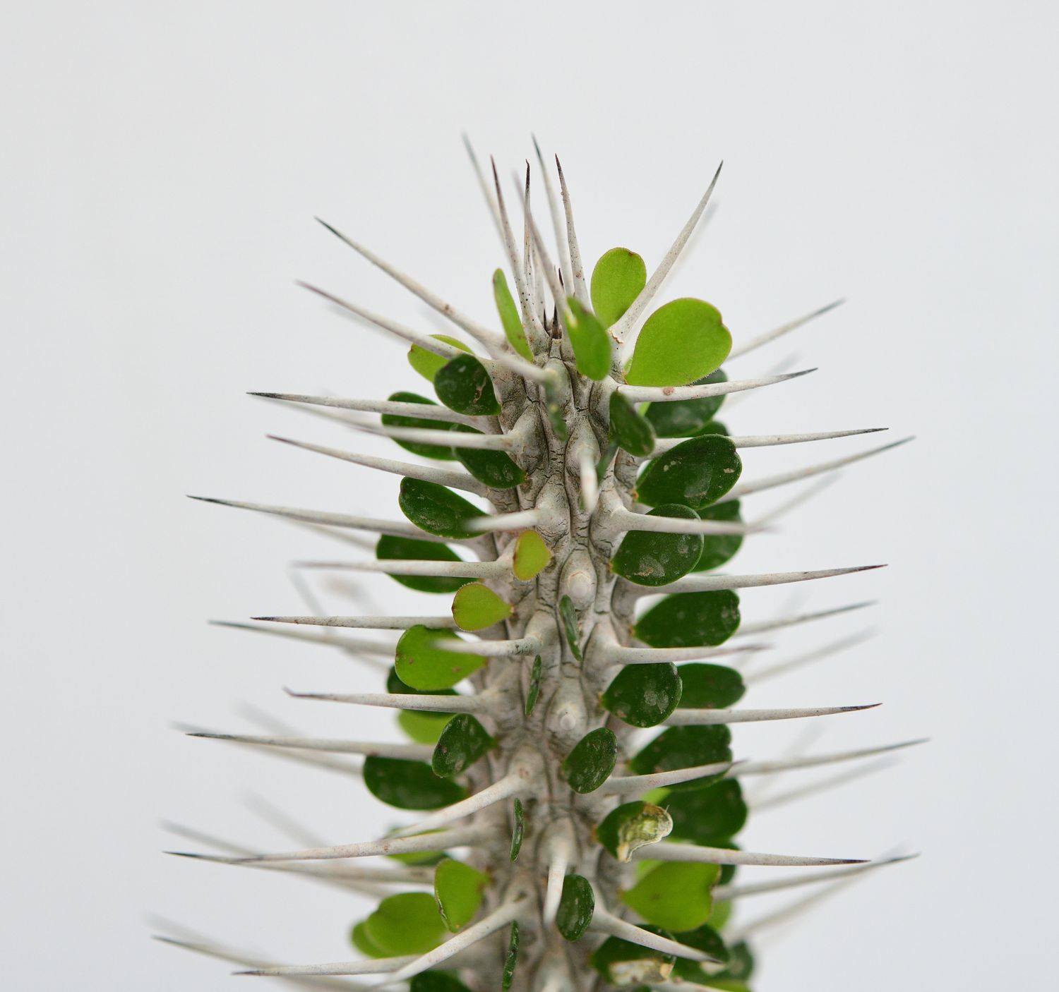 Alluaudia montagnacii