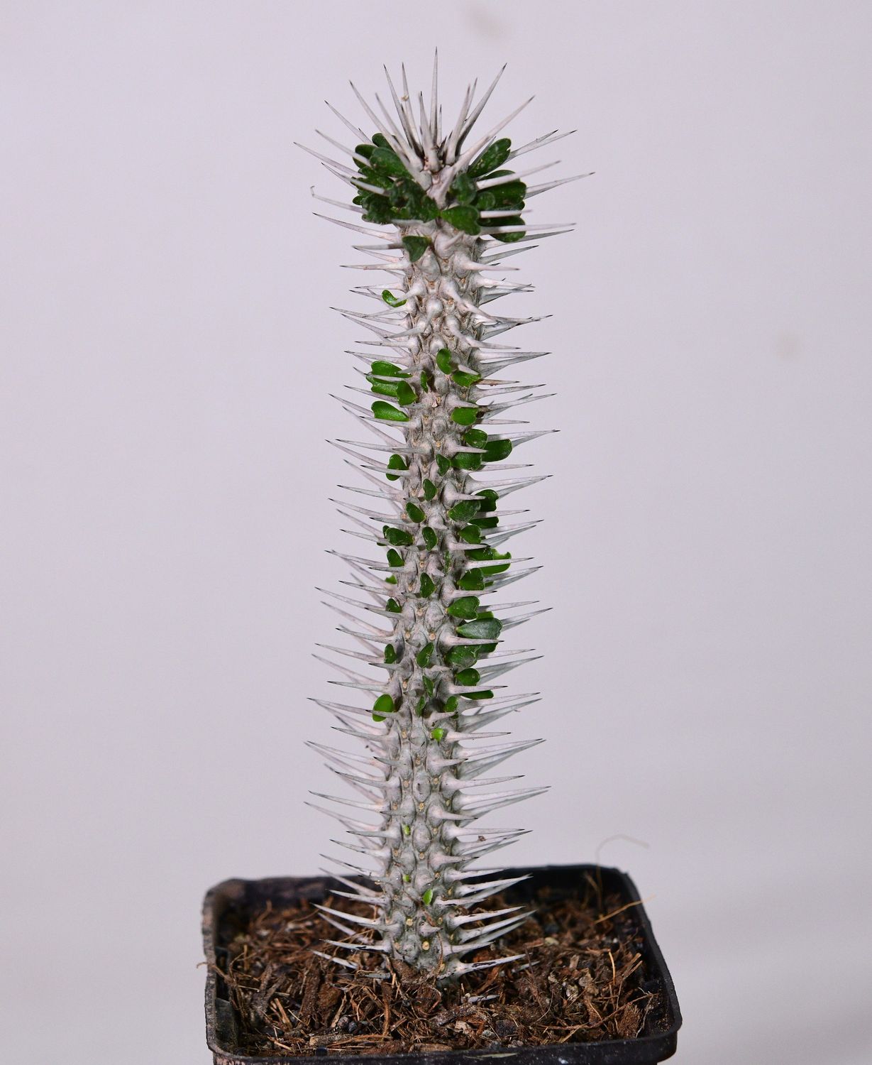Alluaudia montagnacii
