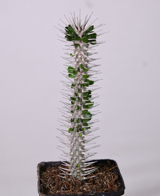 Alluaudia montagnacii