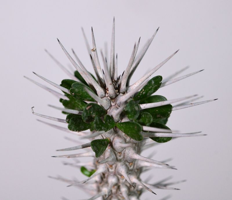 Alluaudia montagnacii